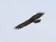 Lesser Spotted Eagle (Clanga pomarina)
