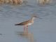 Common Redshank (Tringa totanus) 