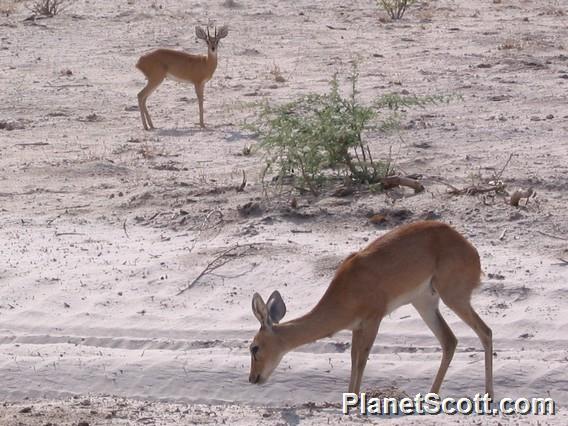 Steenbok (Raphicerus campestris)