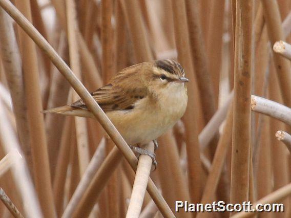 Sedge Warbler (Acrocephalus schoenobaenus)