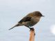 Common Chiffchaff (Phylloscopus collybita) 