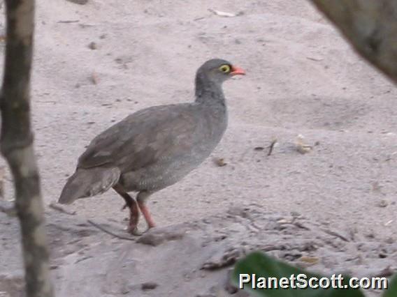 Red-billed Francolin (Pternistis adspersus)