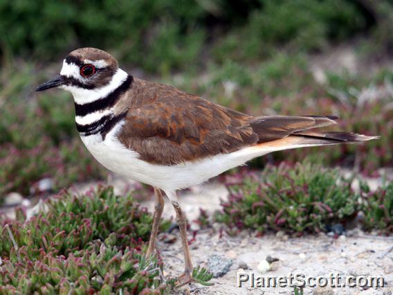 Killdeer (Charadrius vociferus)