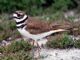 Killdeer (Charadrius vociferus) 