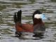 Ruddy Duck (Oxyura jamaicensis) Male