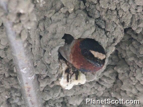 Cliff Swallow (Petrochelidon pyrrhonota)