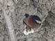 Cliff Swallow (Hirundo pyrrhonota) 