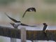 Tree Swallow (Tachycineta bicolor)