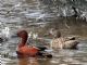 Cinnamon Teal (Spatula cyanoptera) 