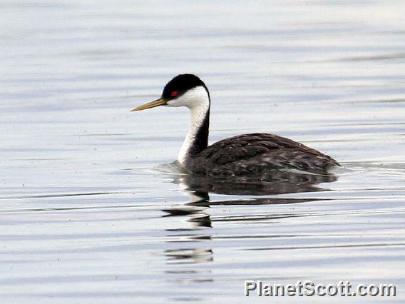 Western Grebe (Aechmophorus occidentalis)