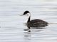 Western Grebe (Aechmophorus occidentalis) 