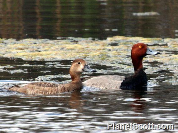 Redhead (Aythya americana)