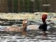 Redhead (Aythya americana) 