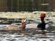Redhead (Aythya americana)