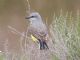 Western Kingbird (Tyrannus verticalis) 