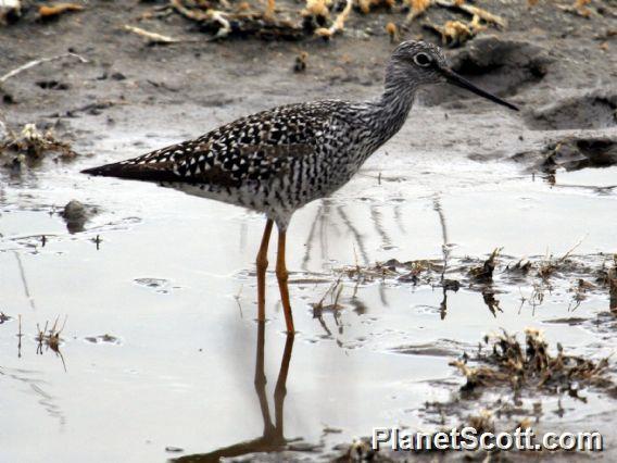 Greater Yellowlegs (Tringa melanoleuca)