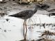 Greater Yellowlegs (Tringa melanoleuca) 