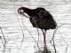 White-faced Ibis (Plegadis chihi) Adult Breeding