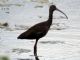 White-faced Ibis (Plegadis chihi) 1st Summer