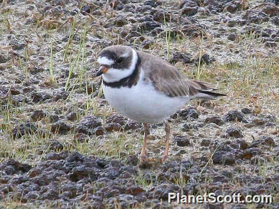 Semipalmated Plover (Charadrius semipalmatus)