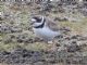 Semipalmated Plover (Charadrius semipalmatus) 