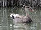 Gadwall (Mareca strepera)