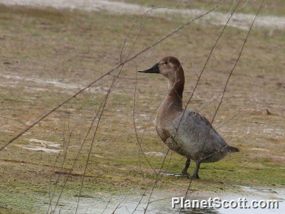 Canvasback (Aythya valisineria)