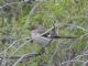 Northern Mockingbird (Mimus polyglottos) 