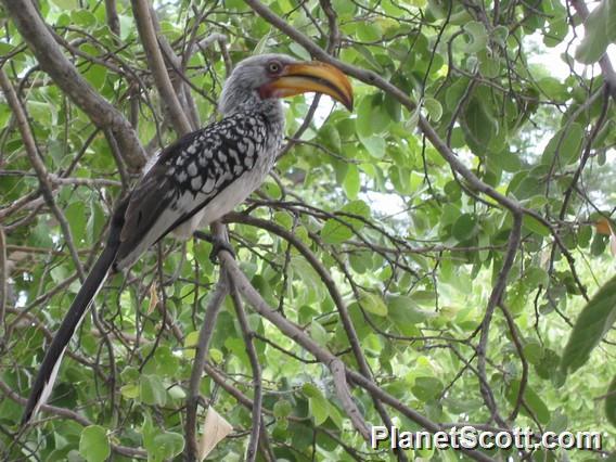 Southern Yellow-billed Hornbill (Tockus leucomelas)