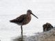 Long-billed Dowitcher (Limnodromus scolopaceus) Breeding