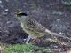 Golden-crowned Sparrow (Zonotrichia atricapilla) Male Breeding