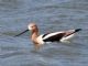 American Avocet (Recurvirostra americana) 