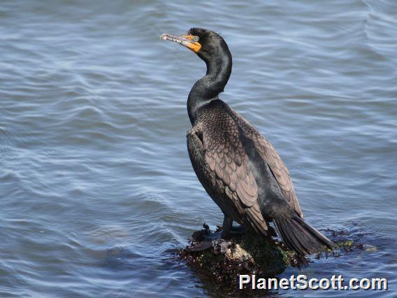 Double-crested Cormorant (Nannopterum auritum)