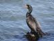 Double-crested Cormorant (Phalacrocorax auritus) 