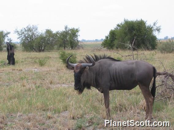 Blue Wildebeest (Connochaetes taurinus)