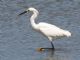 Snowy Egret (Egretta thula) 