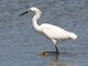 Snowy Egret (Egretta thula)