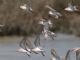 Western Sandpiper (Calidris mauri) 