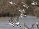 Western Sandpiper (Calidris mauri)