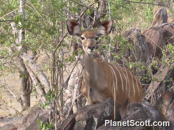 Greater Kudu (Tragelaphus strepsiceros)