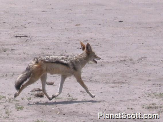 Black-backed Jackal (Lupulella mesomelas)