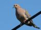 Mourning Dove (Zenaida macroura) 