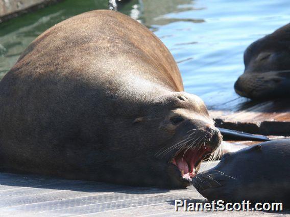 California Sea Lion (Arctocephalus forsteri)