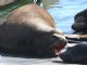 California sea lion (Zalophus californianus) Males