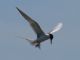 Forsters Tern (Sterna forsteri) 