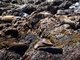 California sea lion (Zalophus californianus)