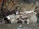 harbor seal (Phoca vitulina)