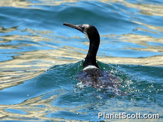 Brandt's Cormorant (Urile penicillatus)