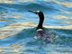 Brandt's Cormorant (Phalacrocorax penicillatus)