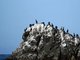 Brandt's Cormorant (Phalacrocorax penicillatus)